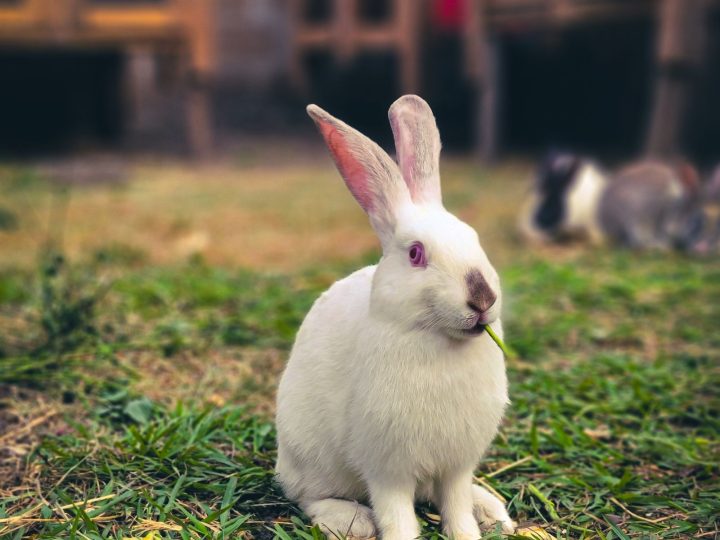 White rabbit in a farm setting