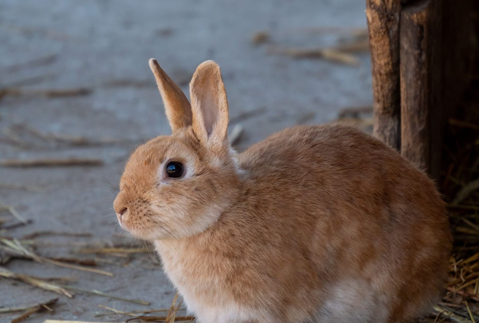Brown rabbit on a homestead farm