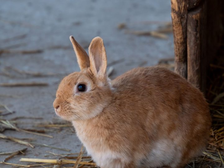 The Off-Grid Homestead Rabbit System