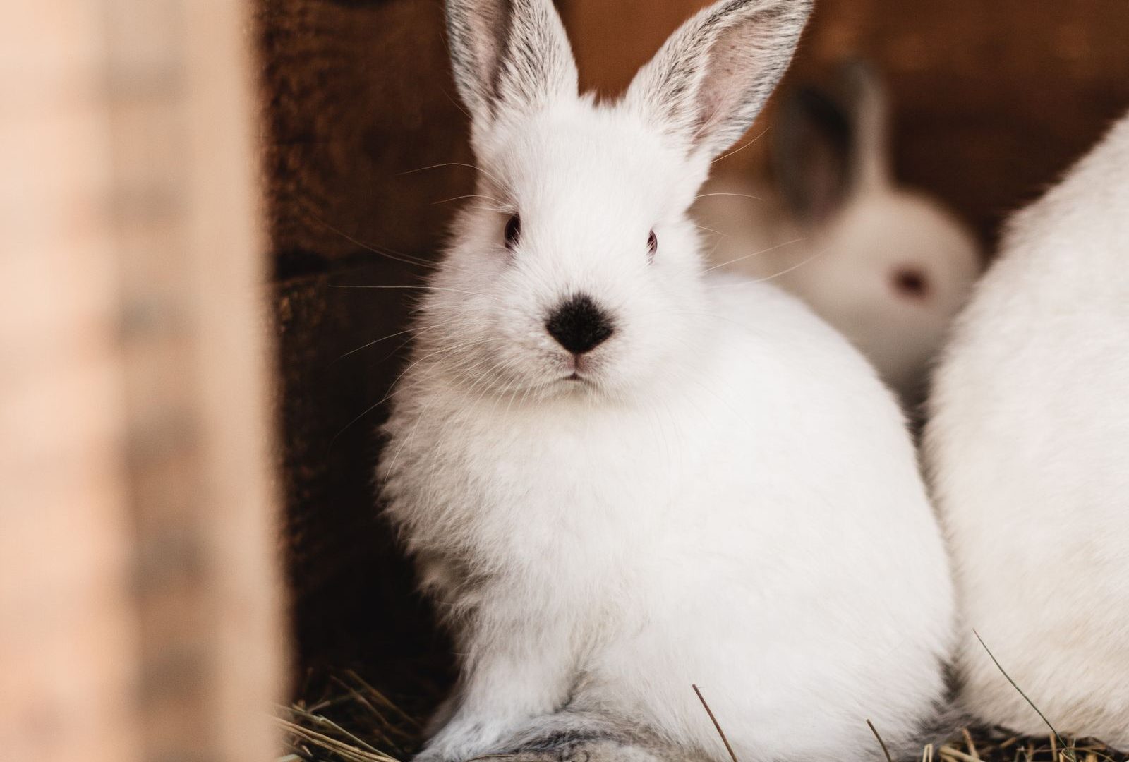 White rabbits in a wooden outdoor hutch