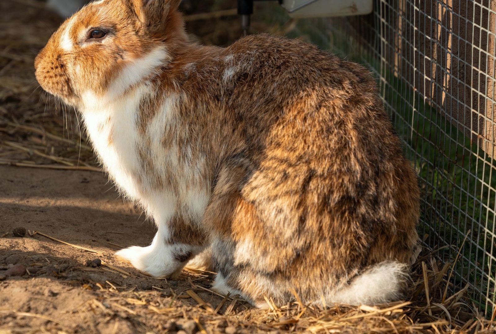 Rabbit outdoors beside a wooden hutch