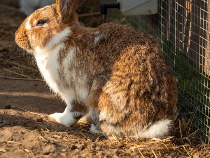 Rabbit outdoors beside a wooden hutch
