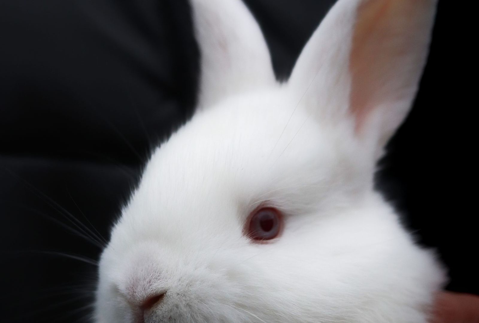 Close-up portrait of an alert, expressive rabbit