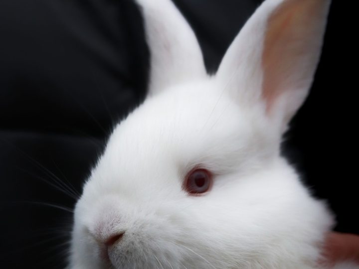 Close-up portrait of an alert, expressive rabbit
