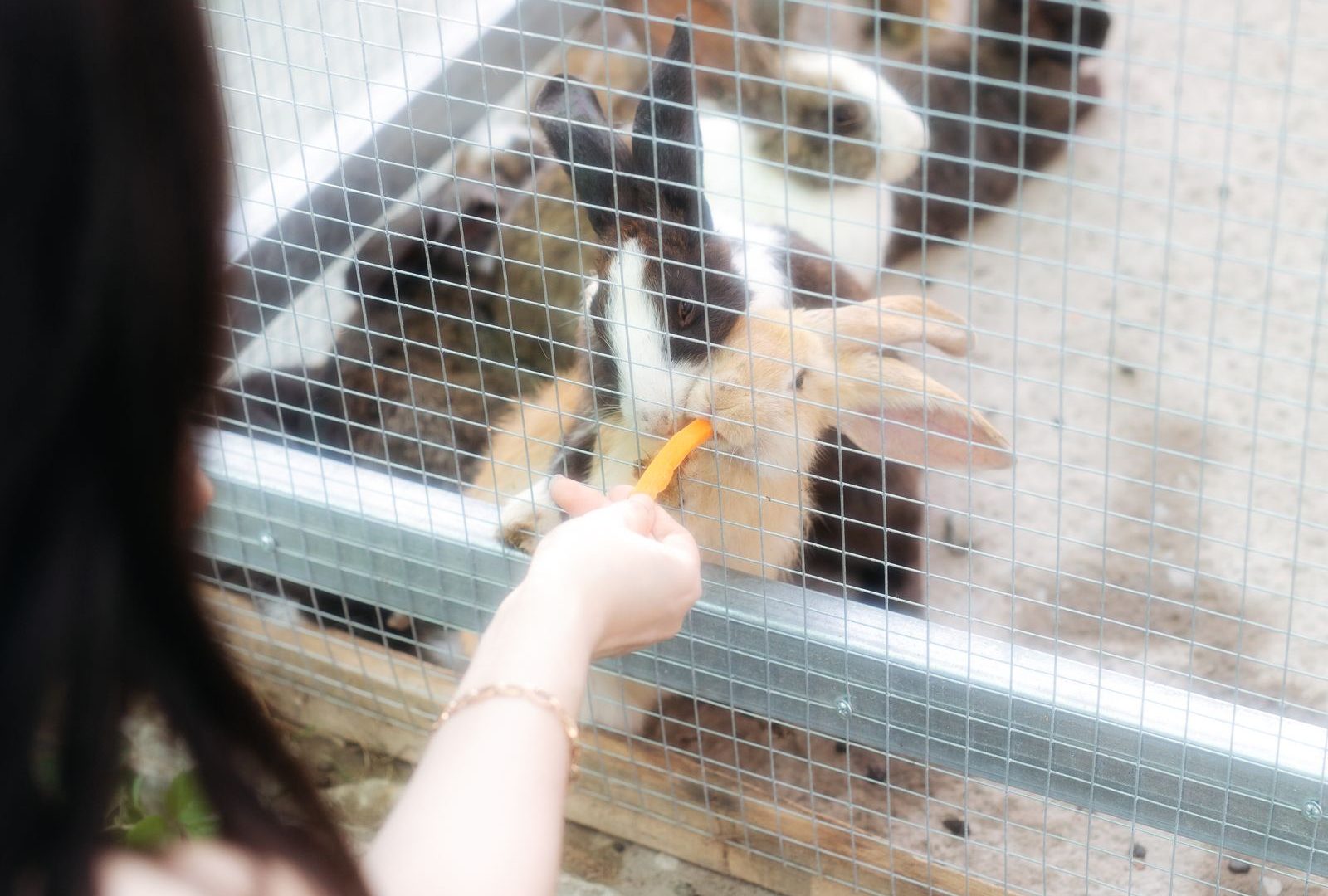 Rabbits in a well-set-up enclosure with food and space
