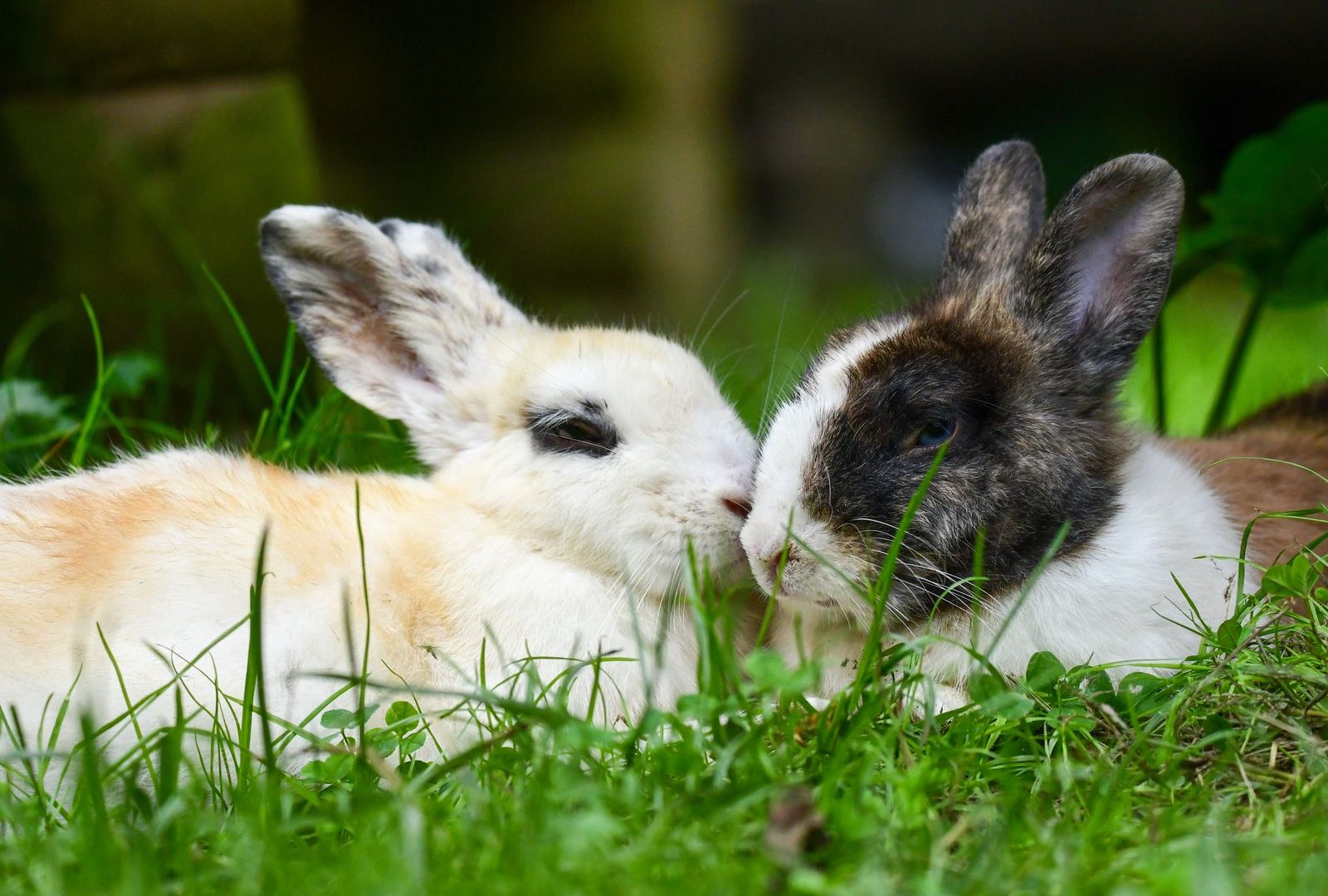 Rabbits resting, needing soft flooring to protect their feet