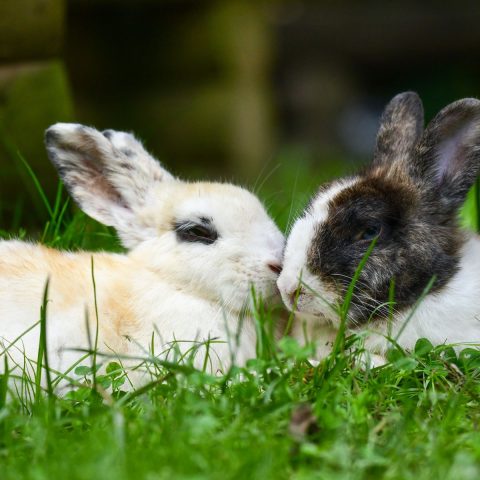 Best Rabbit Cage Mats for Sore Hocks