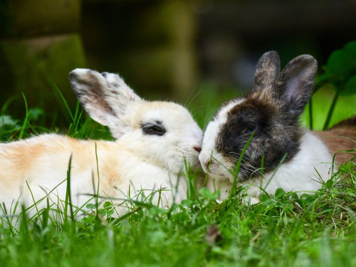Rabbits resting, needing soft flooring to protect their feet