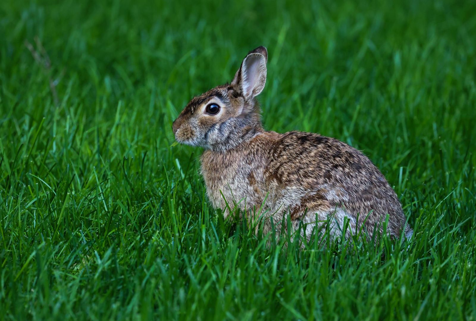 Calm pet rabbit ready for safe travel