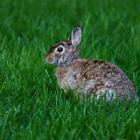 Best Rabbit Carriers for Safe Travel