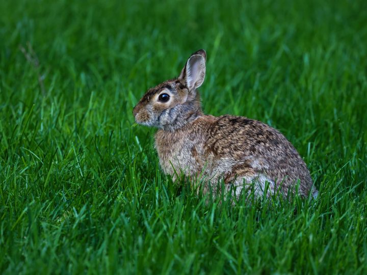 Calm pet rabbit ready for safe travel