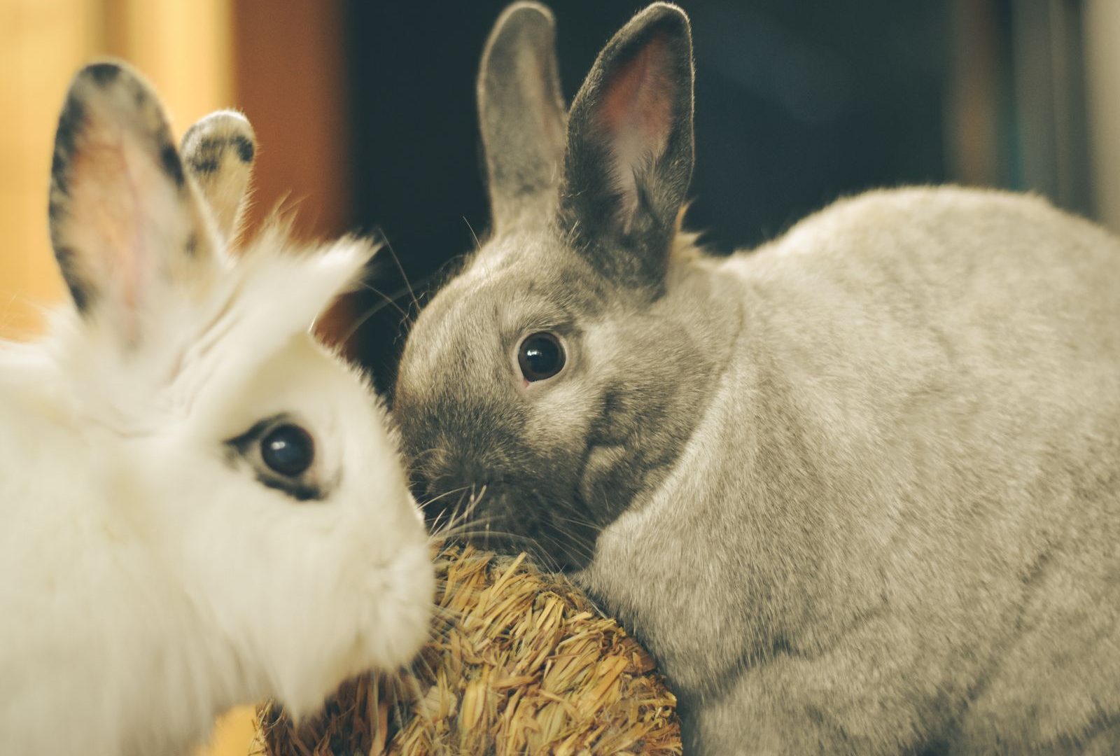 Two rabbits playing with a straw ball chew toy