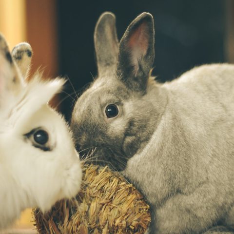 Best Rabbit Chew Toys