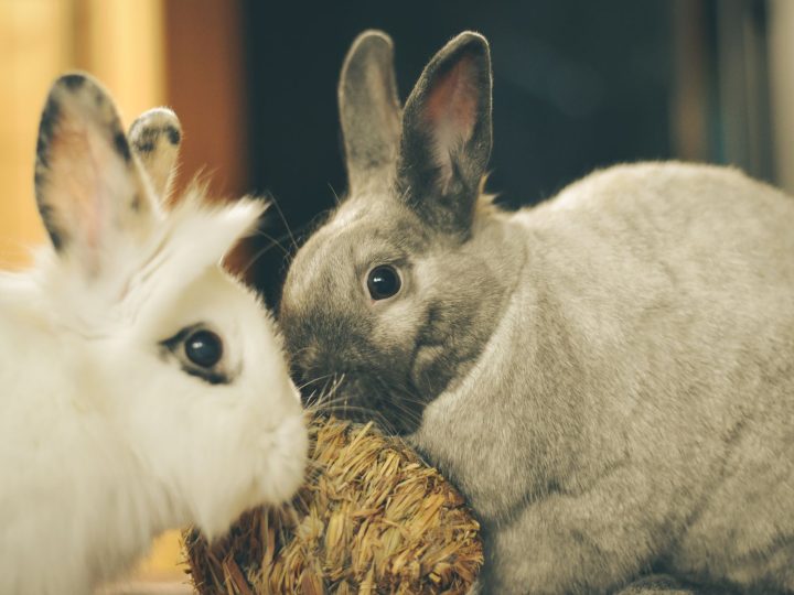 Two rabbits playing with a straw ball chew toy