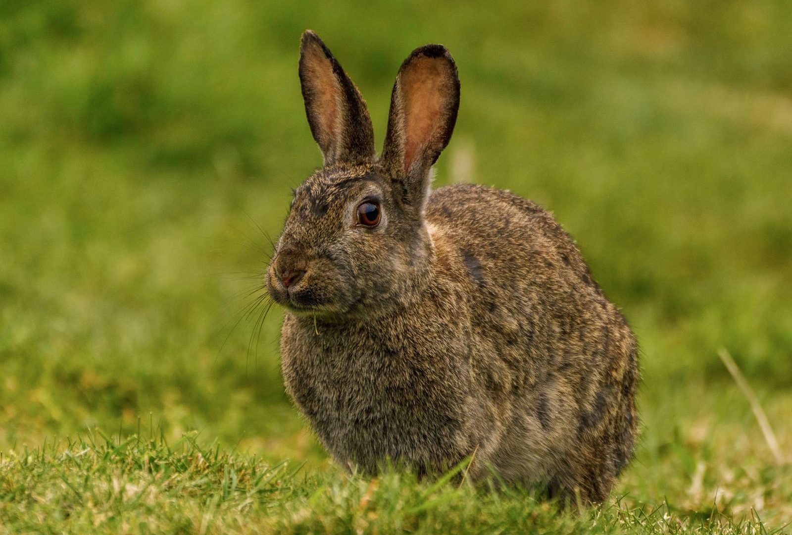 Rabbit on green grass needing protection from summer heat