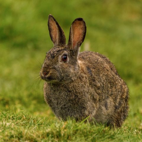 Best Rabbit Cooling Products for Summer