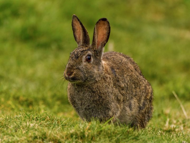 Rabbit on green grass needing protection from summer heat