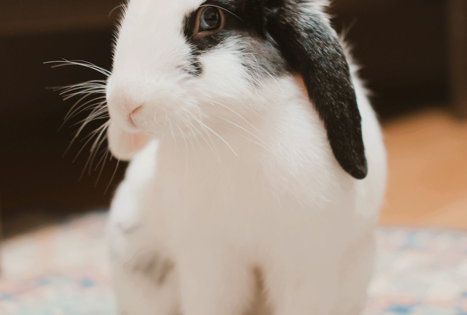 Lop rabbit on a rug in an indoor play area