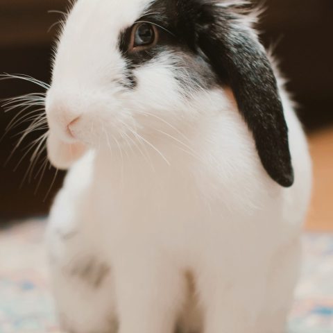 Best Rabbit Exercise Pens