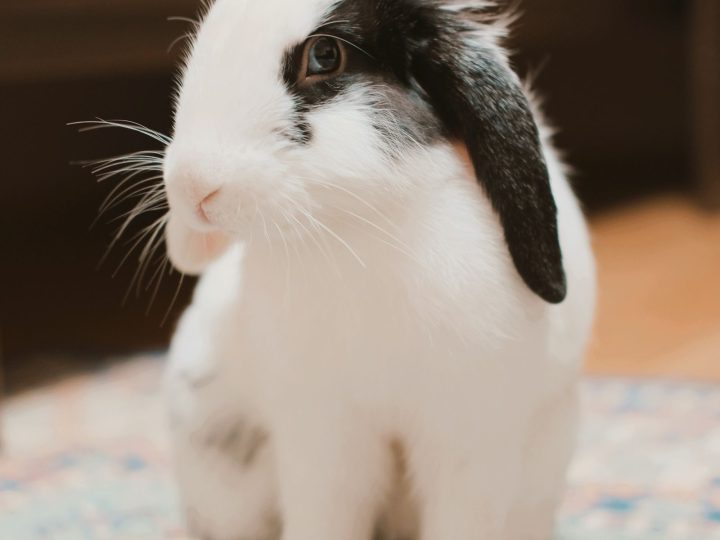 Lop rabbit on a rug in an indoor play area