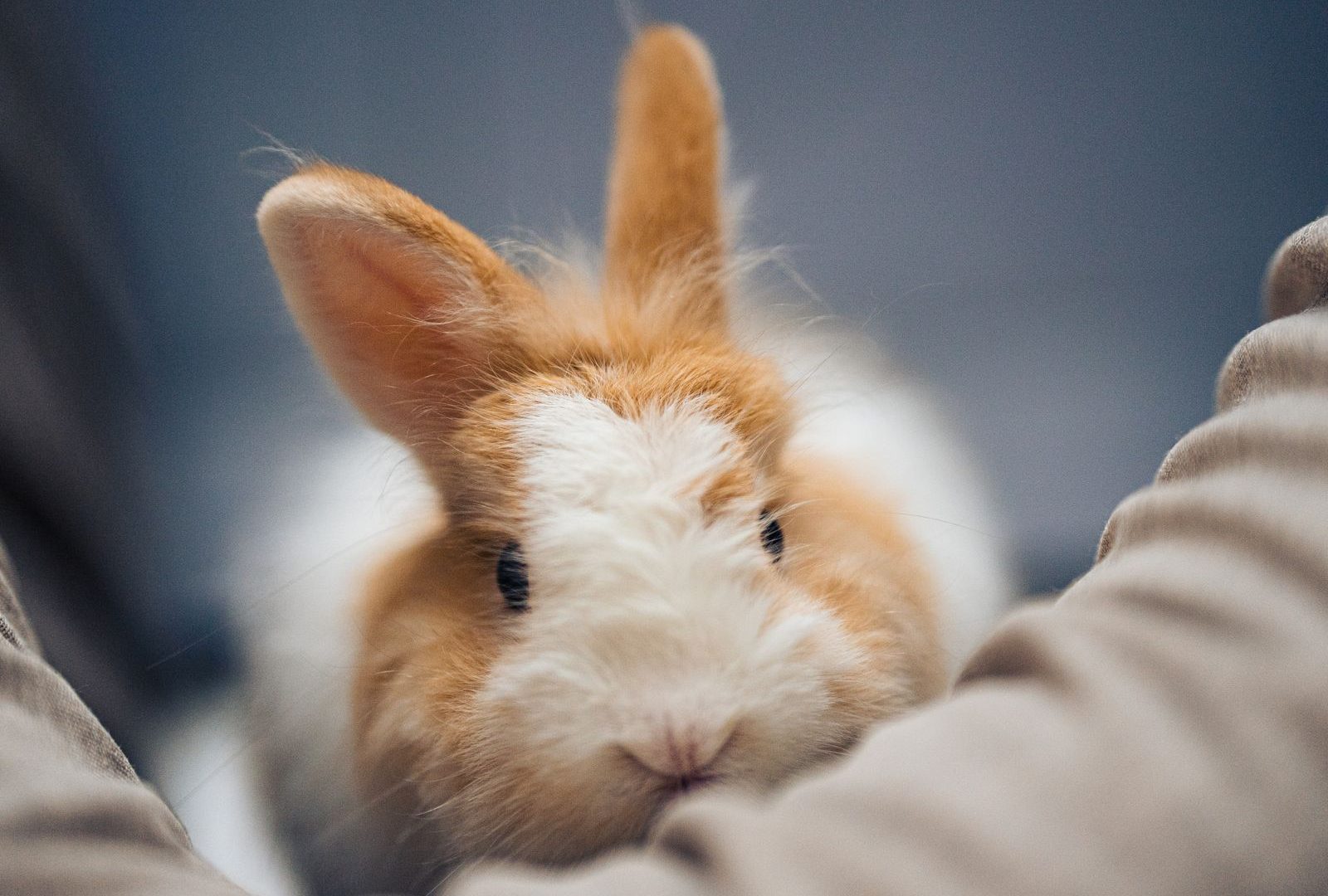 Person gently holding and grooming a soft rabbit