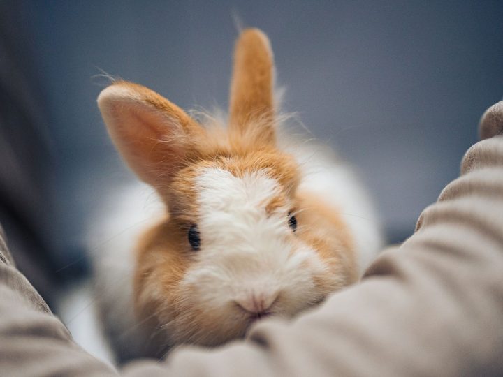 Person gently holding and grooming a soft rabbit