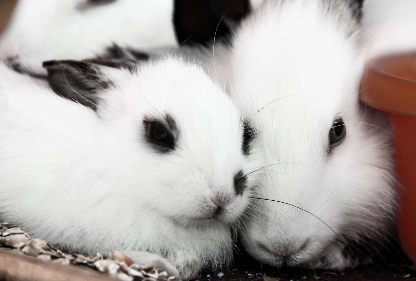 Fluffy white rabbits that need regular grooming