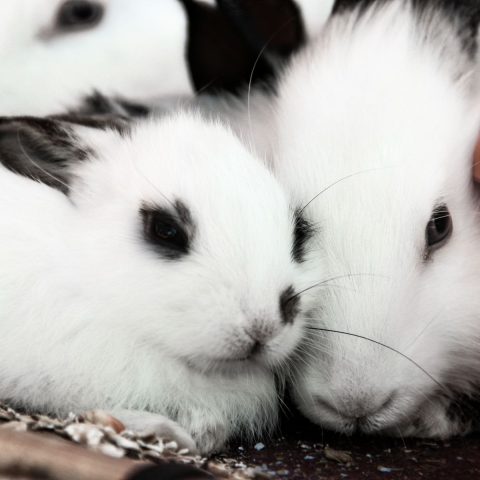 Best Rabbit Grooming Kits