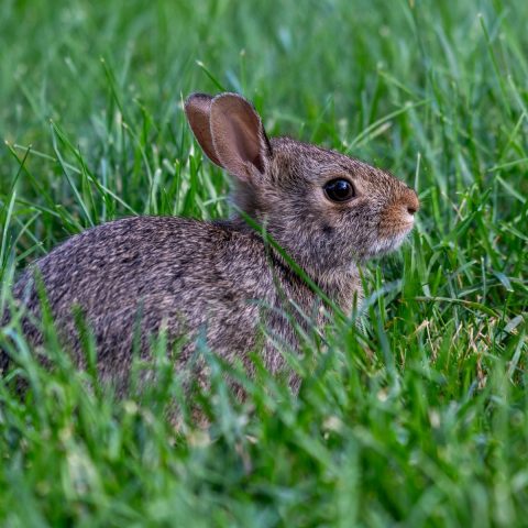 Best Rabbit Harnesses & Leashes