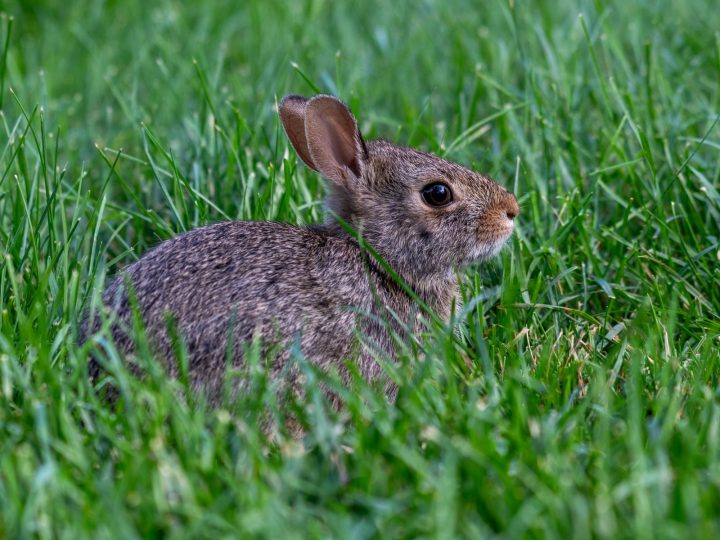 Alert rabbit outdoors on grass, ready for supervised time outside