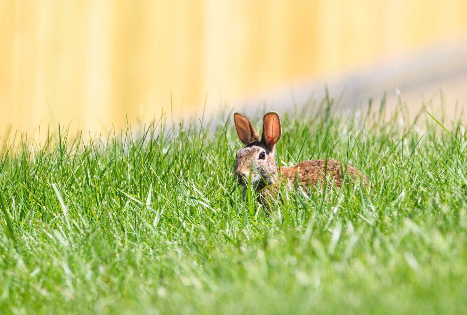 Rabbit peeking out, showing the need for a hideout