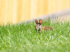 Rabbit peeking out, showing the need for a hideout