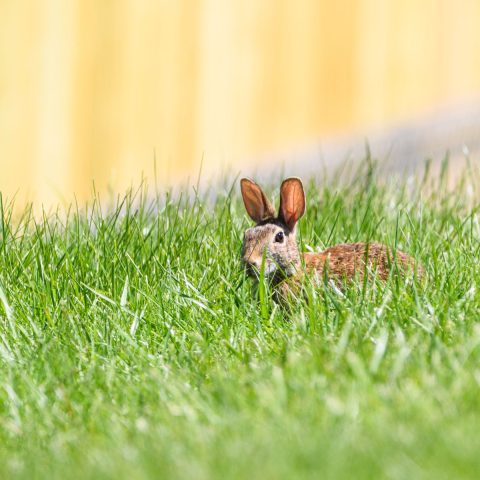 Best Rabbit Hideouts & Hidey Houses