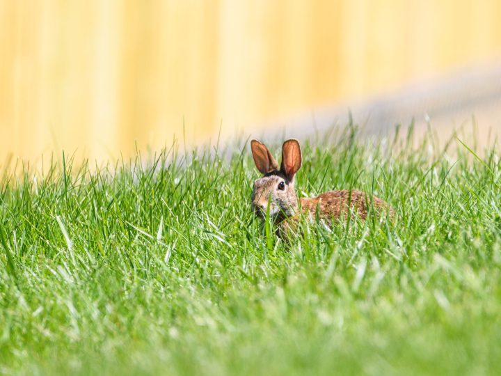 Rabbit peeking out, showing the need for a hideout
