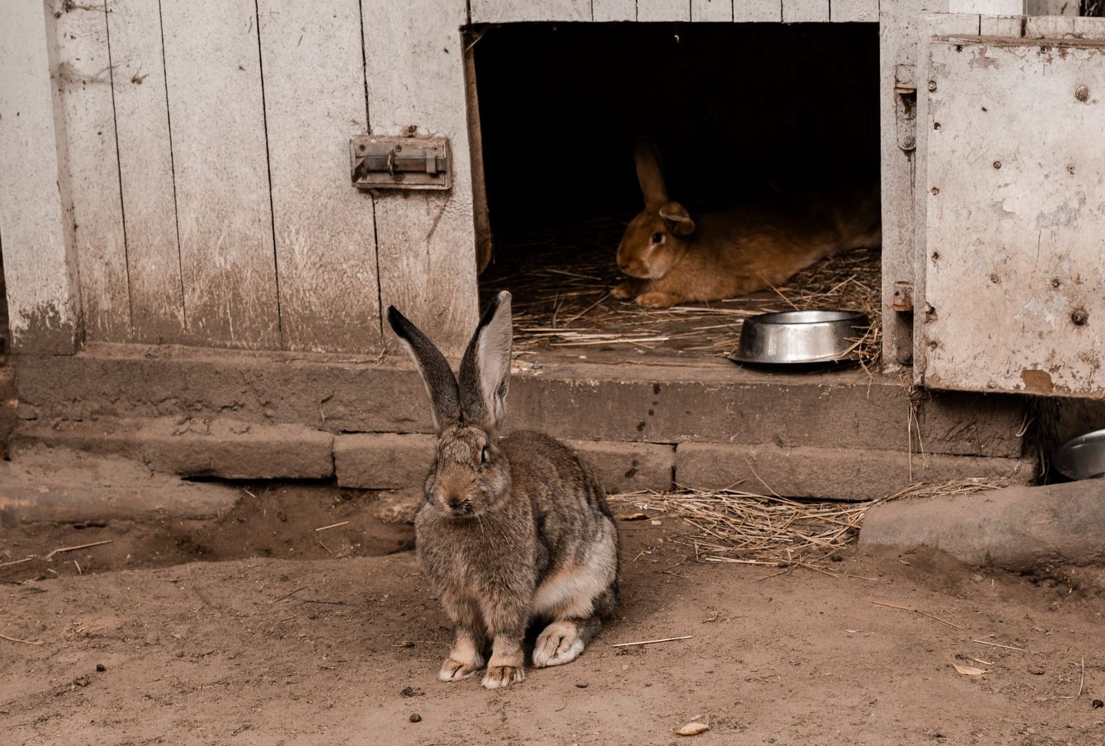 Two rabbits in a rustic outdoor wooden hutch