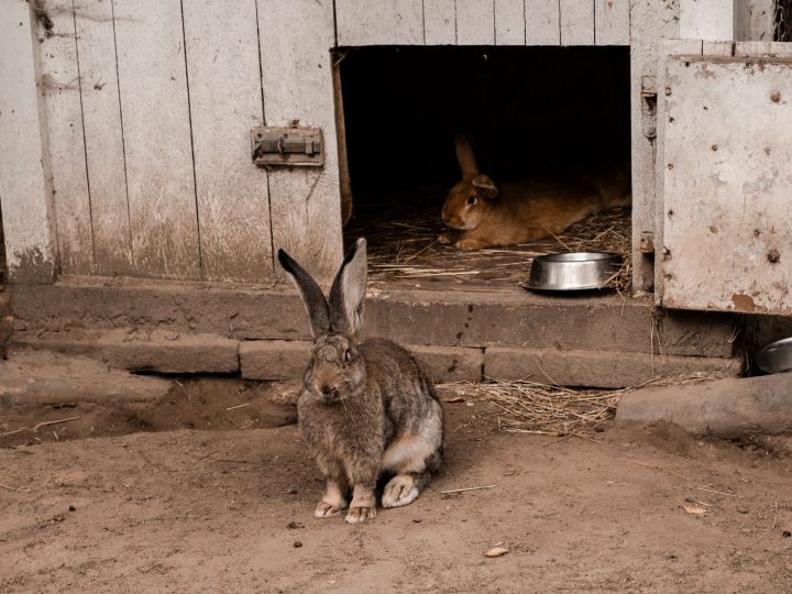 Two rabbits in a rustic outdoor wooden hutch