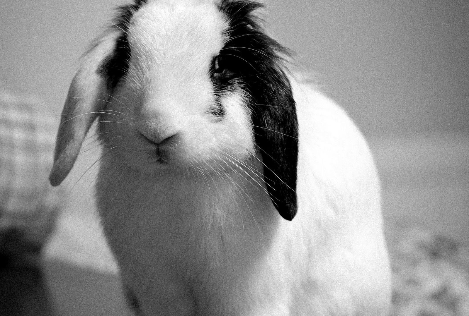 Spotty pet rabbit that can be litter trained