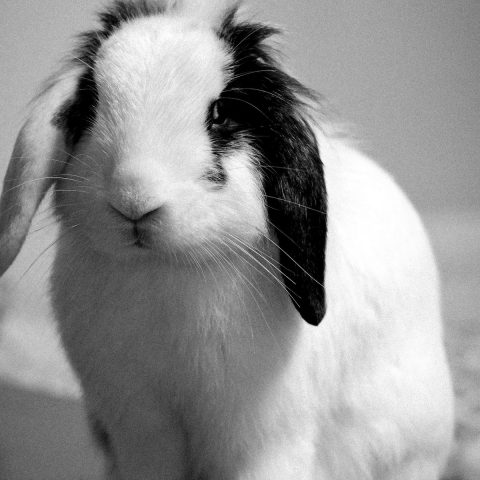 Best Rabbit Litter Boxes