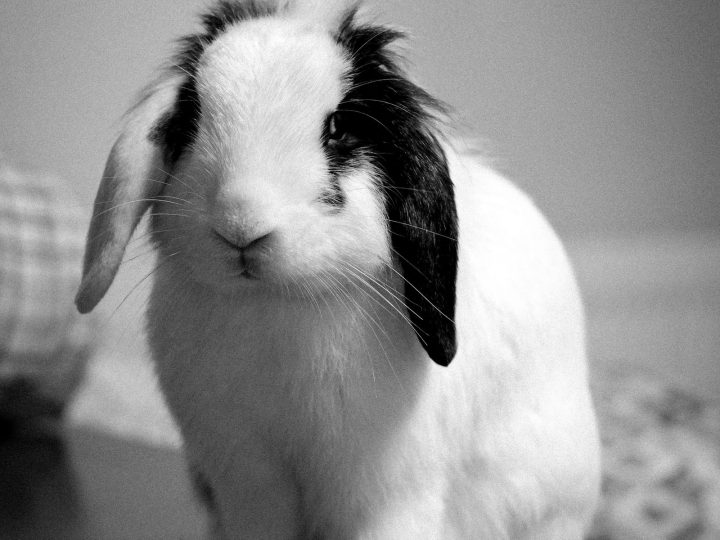 Spotty pet rabbit that can be litter trained