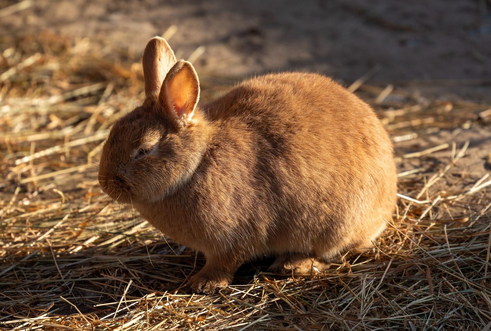 Calm brown rabbit that needs regular nail trims