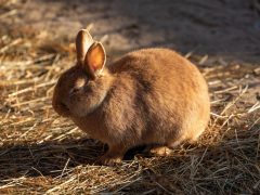 Calm brown rabbit that needs regular nail trims