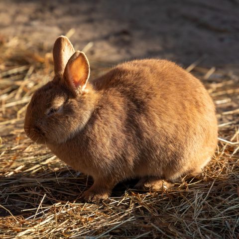 Best Rabbit Nail Clippers
