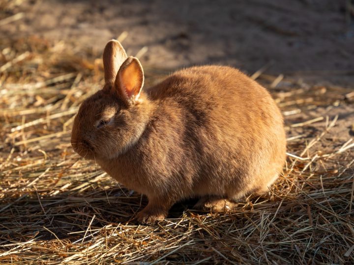 Calm brown rabbit that needs regular nail trims