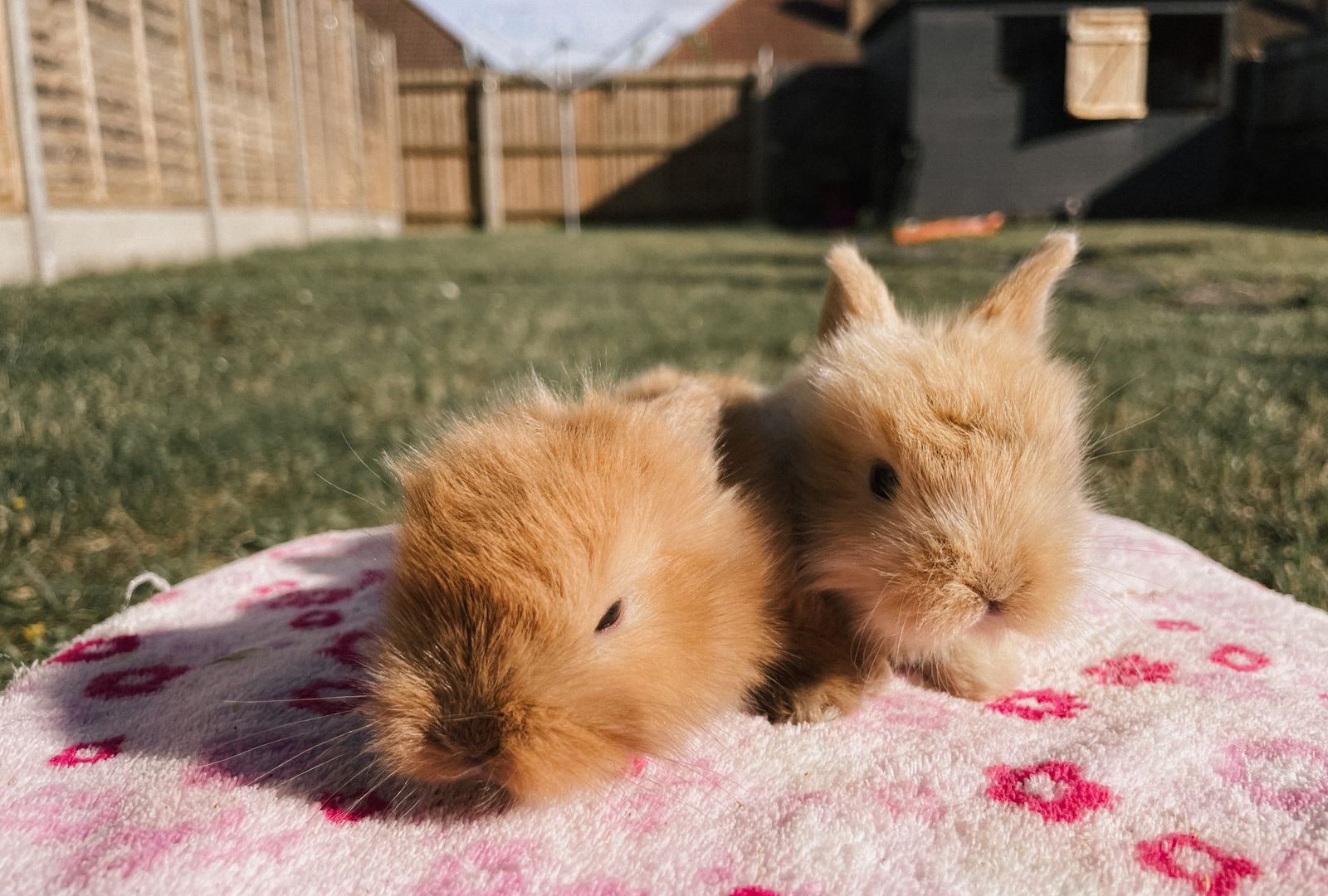 Young rabbit resting on a soft blanket