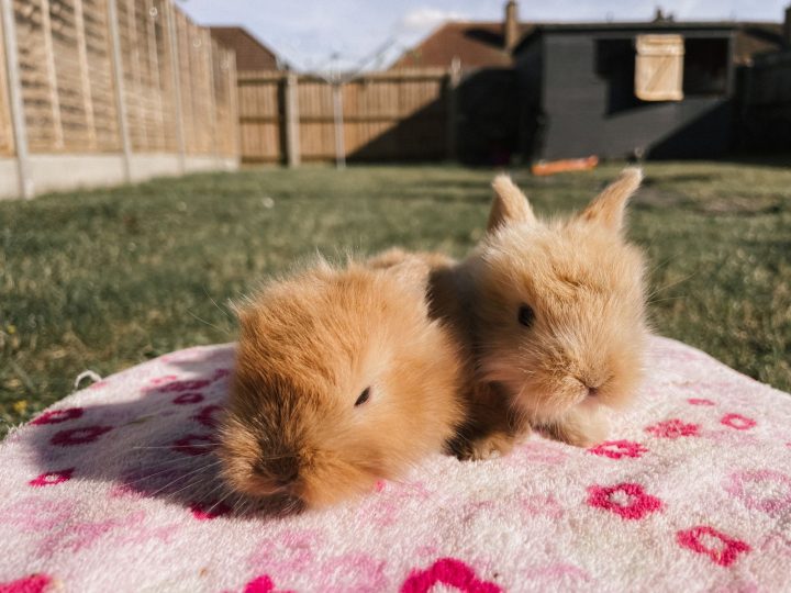 Young rabbit resting on a soft blanket