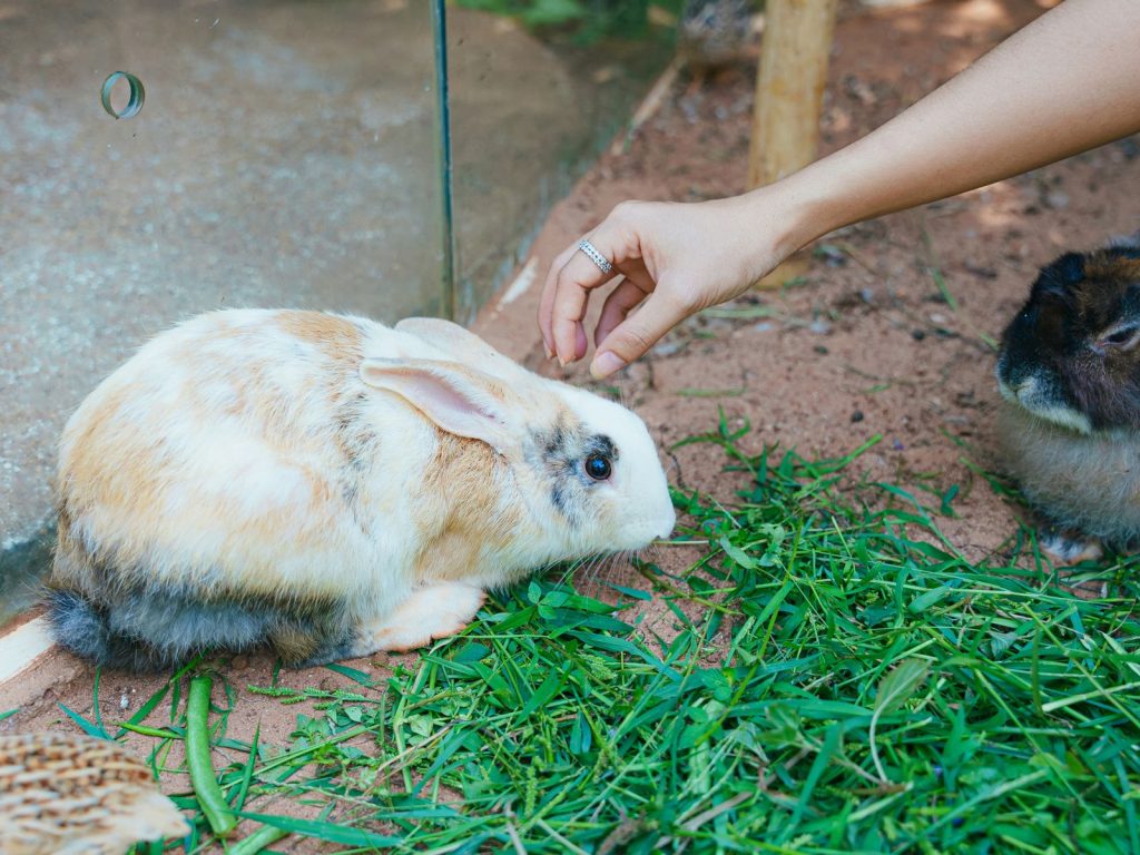Pet rabbits exploring safely inside a home