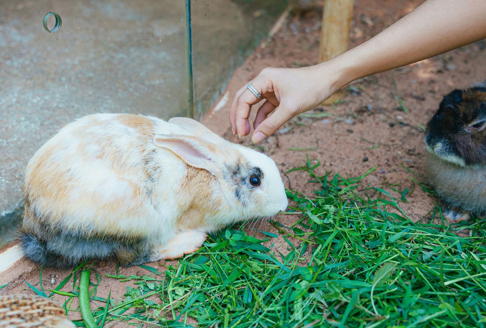 Pet rabbits exploring safely inside a home