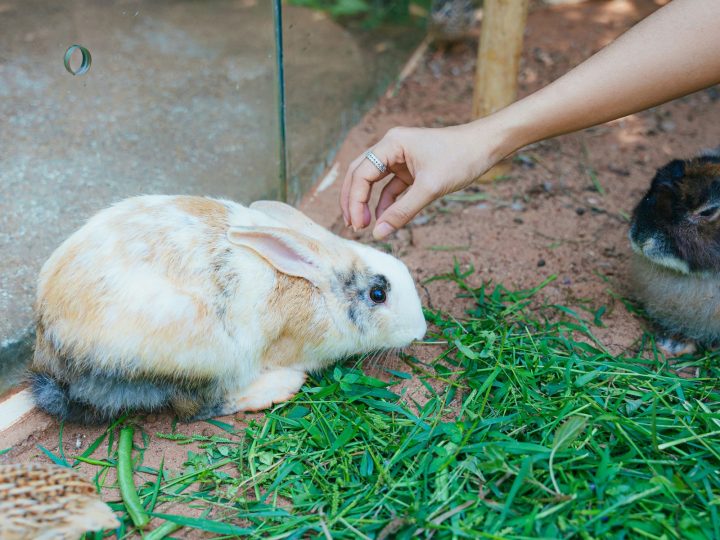 Pet rabbits exploring safely inside a home