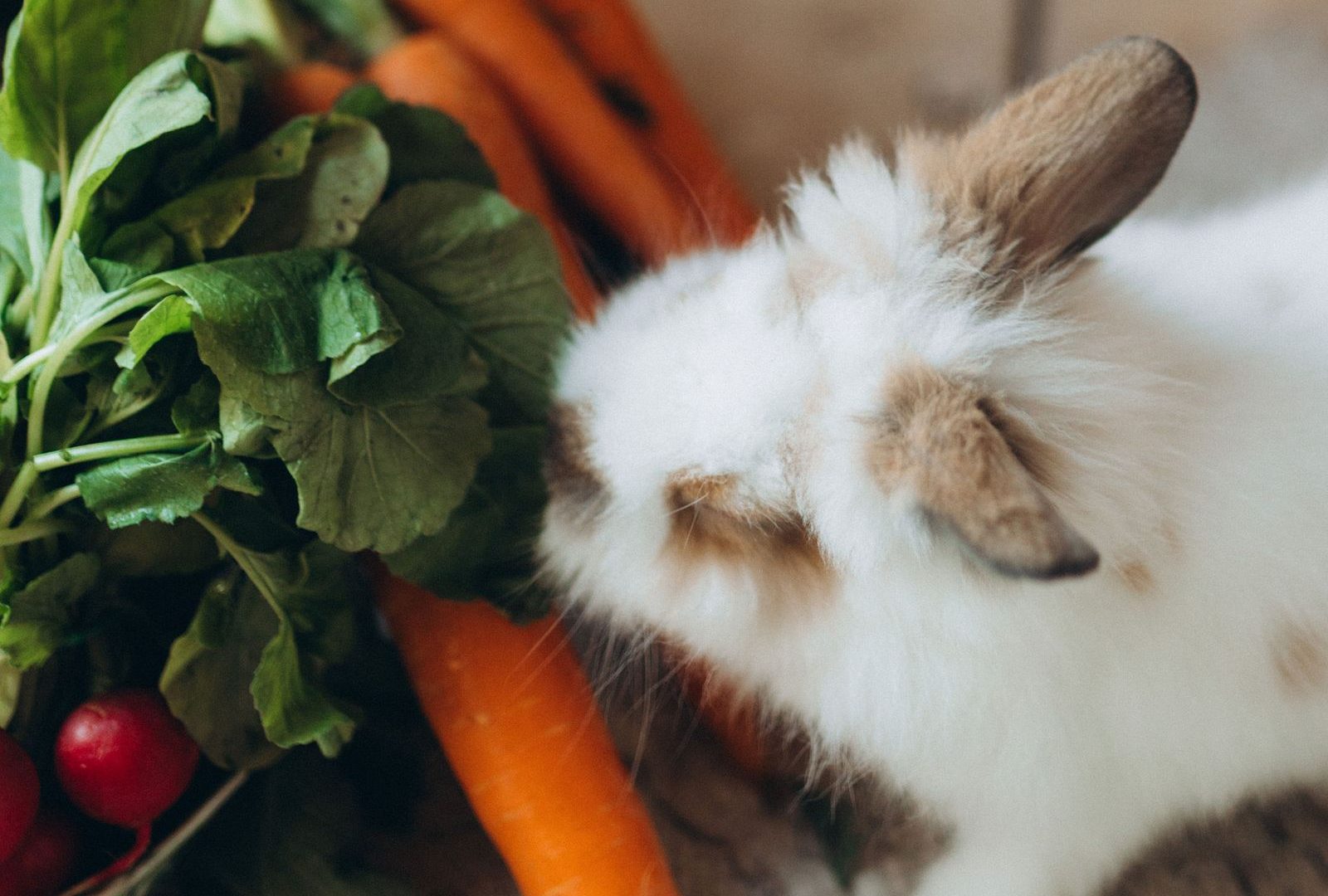Rabbit nibbling fresh carrots and leafy greens