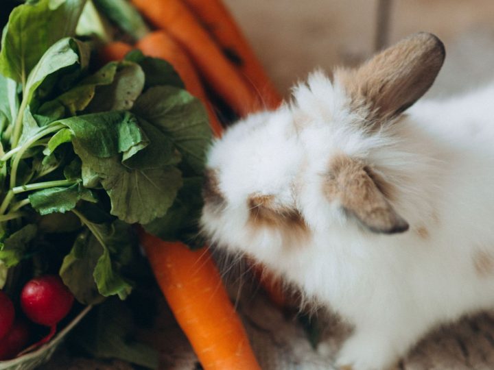 Rabbit nibbling fresh carrots and leafy greens